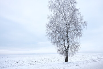  A lone tree on a cloudy day in the middle of a snow-covered plain. Copy space.