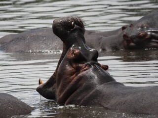 hippopotamus in water