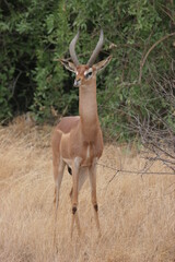 gerenuk in samburu