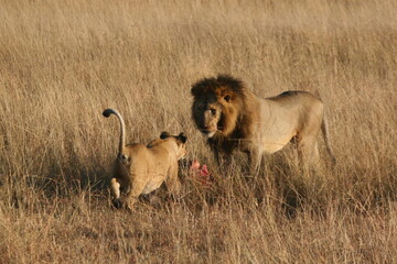 lion cub and lion