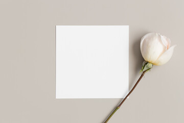 Fototapeta premium Square invitation card mockup with a rose on a beige table.