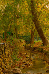 Kesalon Stream with trees, and foliage, En Hemed National Park