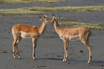 impala in the savannah