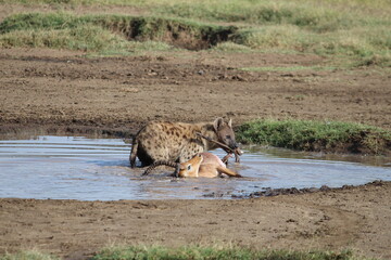 hyena pulling a dead gazelle to water