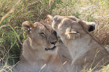 lioness grooming her friend