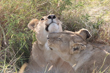 two lionesses grooming each other