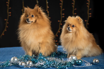 Adorable pomeranian spitzes with Christmas decorations