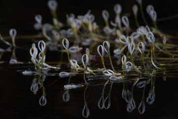 Ring like aquatic plant flowers and its reflection are floating on dark water surface  