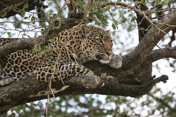 Fototapeta na wymiar leopard resting on tree