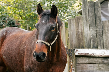 Obraz premium close up horse portrait, shabby wooden background