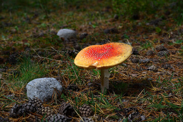 Amanita mushroom in the Caucasus forest