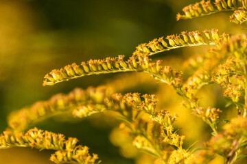 flowering inflorescence of the Canadian goldenrod in the sunlight closeup