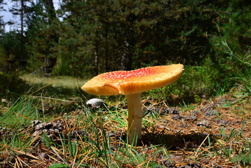 Amanita mushroom in the Caucasus forest
