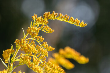 flowering inflorescence of the Canadian goldenrod in the sunlight closeup