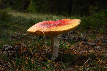 Amanita mushroom in the forest
