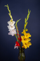 bouquet of gladioli in a vase on a dark blue background