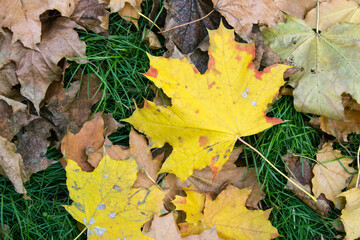 autumn leaves on grass yellow and brown