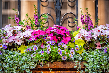 Closeup of window purple pink green color pink flowers basket box planter decorations on summer day...