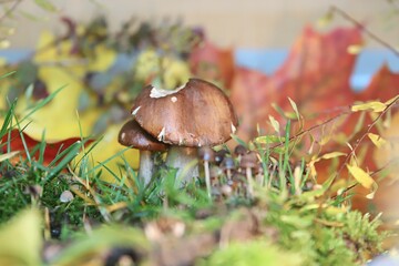 prawdziwek © Katarzyna