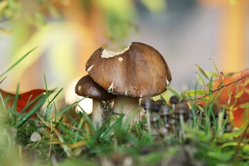 borowik  © Katarzyna