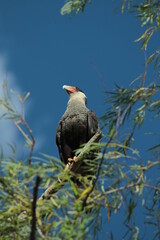 Carancho - Ave rapaz