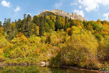 Autumn landscape in the forest