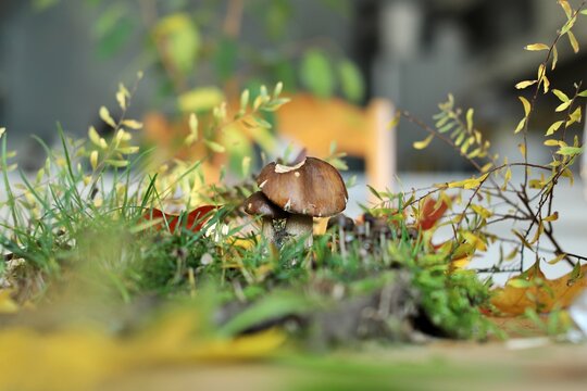 borowik to prawdziwek 