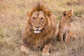 lion Panthera leo is a large cat of the genus Panthera native to Africa and India. It has a...