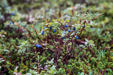 Autumn forest in the tundra