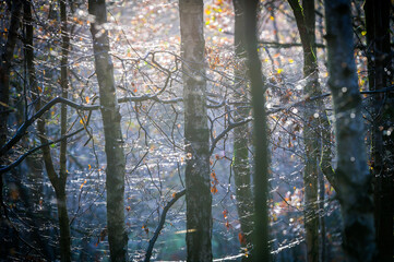 Trees in the forest in the morning