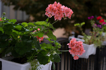 Geranium flowers