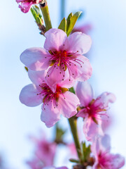 Pink peach flowers close up in sunny weather
