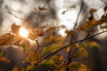 Autumn impressions, autumn leaf