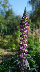Lupines summer flower background