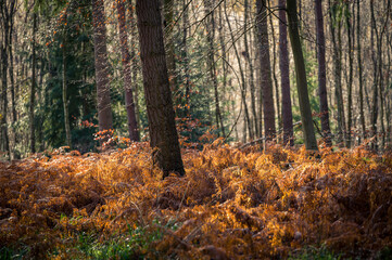 Obraz premium Fern flowers in the autumn forest