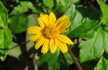 Yellow sphagneticola flower in Florida nature, closeup