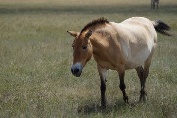 Beautiful Przewalski's horse grazes in the meadow