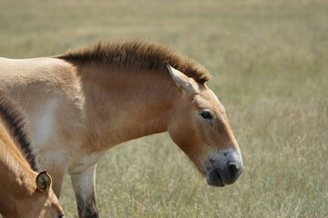 Naklejka na ściany i meble Beautiful Przewalski's horse grazes in the meadow