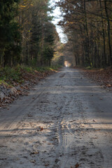 Road in the autumn forest , path in the woods