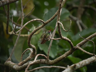 Ave Colibrí 