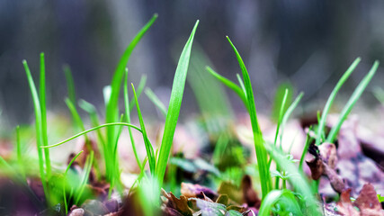 Young fresh grass among dry leaves in early spring