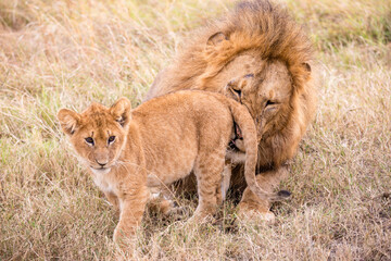 lion Panthera leo is a large cat of the genus Panthera native to Africa and India. It has a...