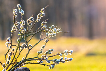 Willow branch with fluffy catkins in the forest on a background of trees