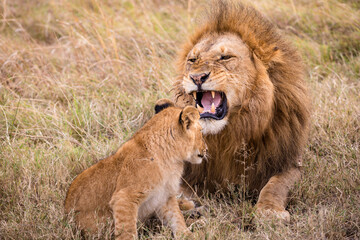 lion Panthera leo is a large cat of the genus Panthera native to Africa and India. It has a...
