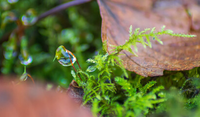 leaf with water drops