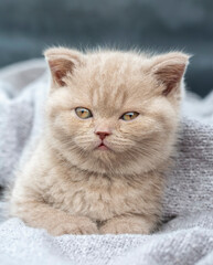Pet animal; British shorthair kitten