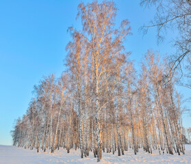 Rays of the setting sun painted white trunks of winter birch grove on hill in golden color - beautiful winter evening landscape. Fairy tale of snowy frozen birch forest in sunlight. Beauty of nature