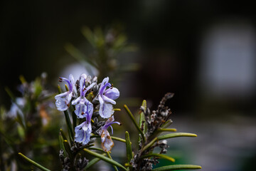 rosemary in bloom