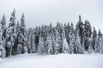 Tall frosty trees covered with frost and snow.Christmas or New Year holiday background.White winter landscape in forest.Snowy trees. Fantastic winter landscape.Splendid outdoor Xmas scene.