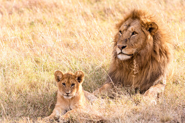 lion Panthera leo is a large cat of the genus Panthera native to Africa and India. It has a...